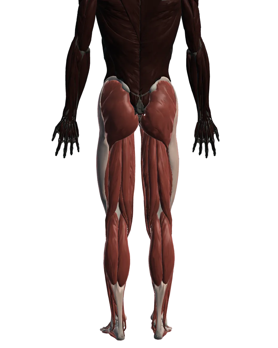 Anatomical model: lower limb & joints, viewed from behind