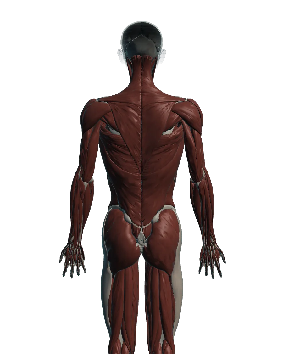 Anatomical model: the muscular system, viewed from behind