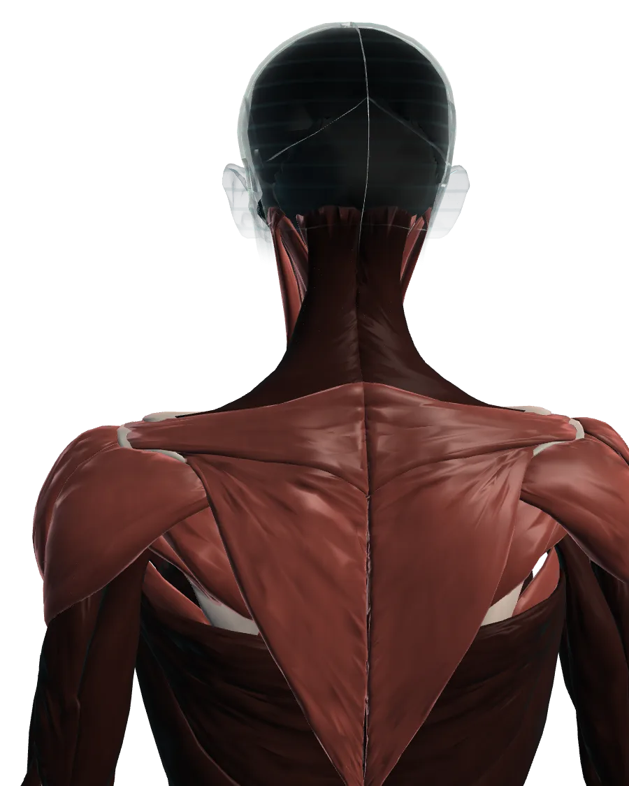 Anatomical model: neck & shoulder, viewed from behind