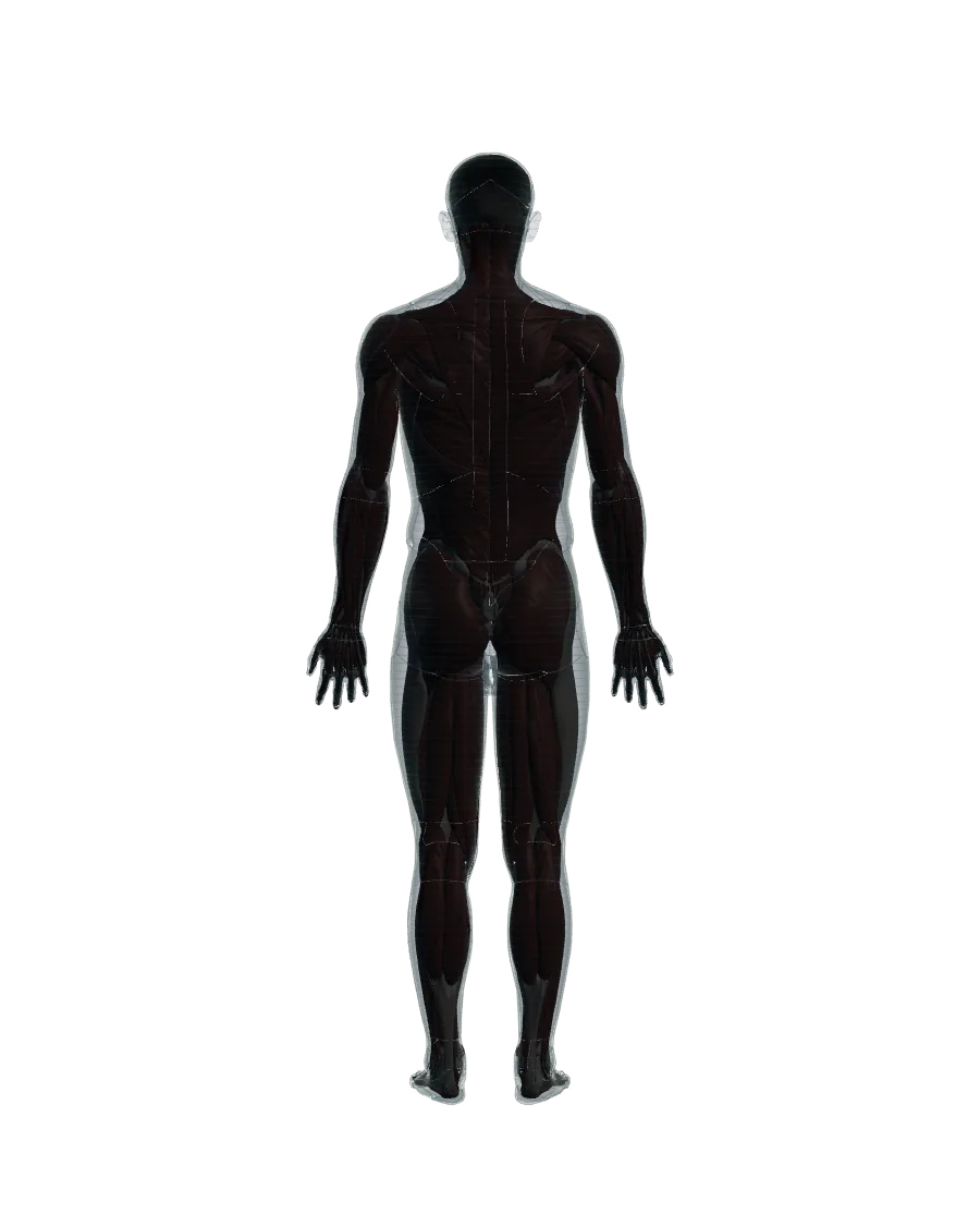 Anatomical model: the complete body, viewed from behind